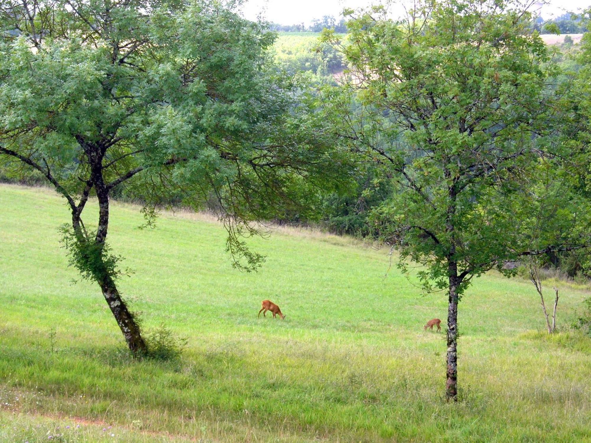 Les Hauts D'Albas Albas  Номер фото